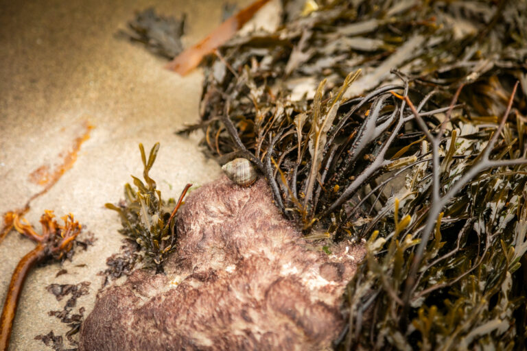 Francis Tully photos (110)