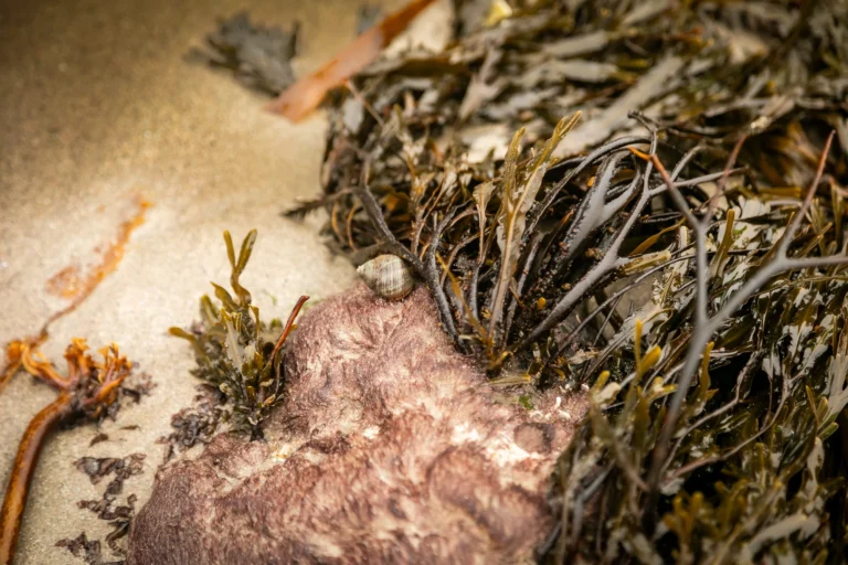 Francis Tully photos (110)_compressed