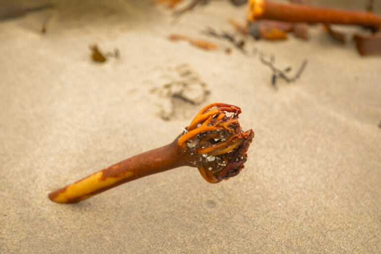 Francis Tully photos (113)