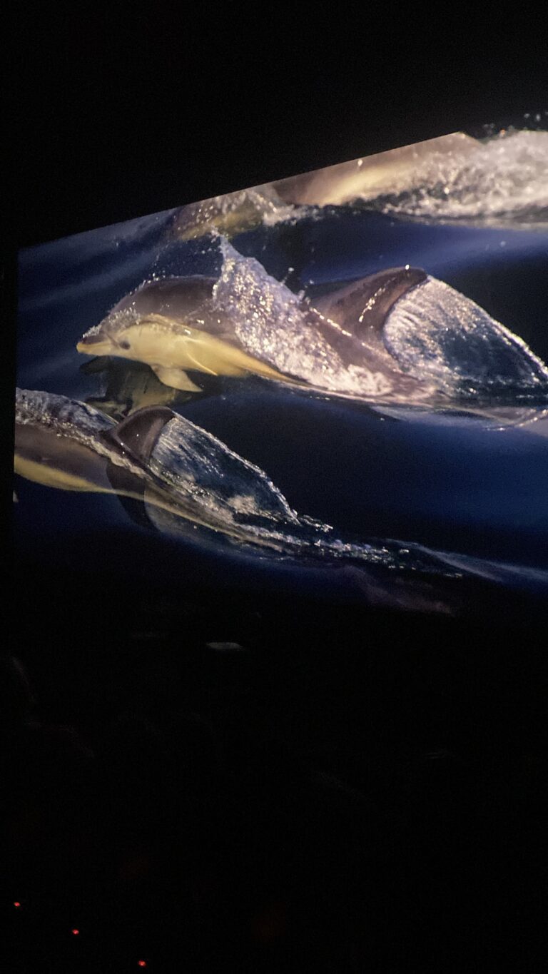 W Cinema Aug 2025 (34)