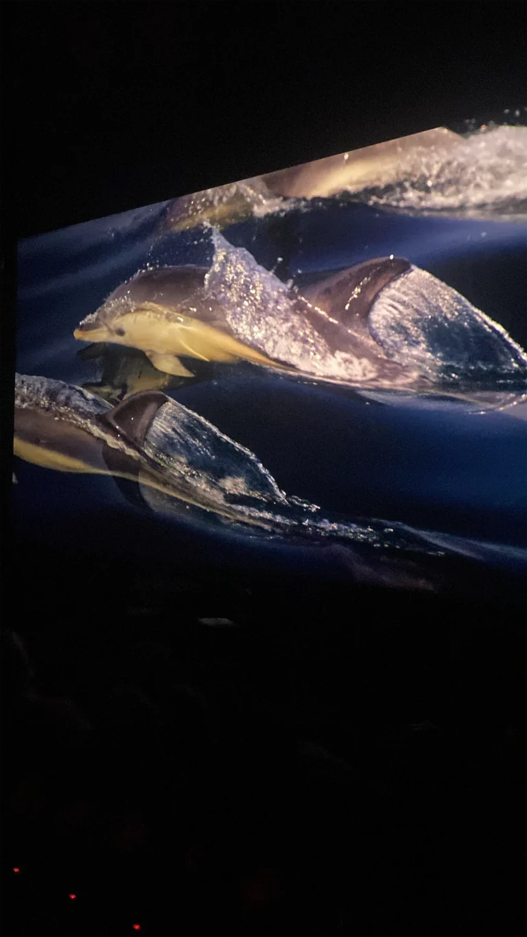 W Cinema Aug 2025 (34)_compressed