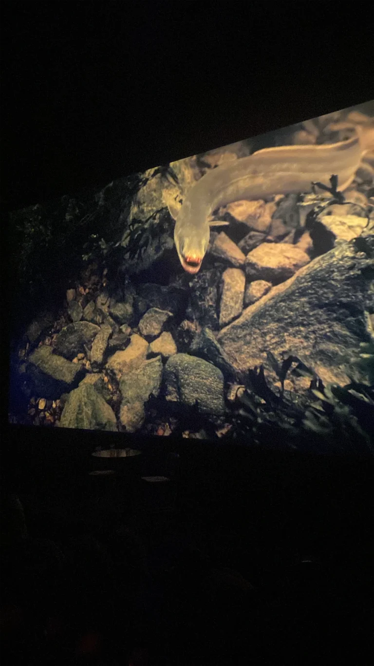 W Cinema Aug 2025 (65)_compressed