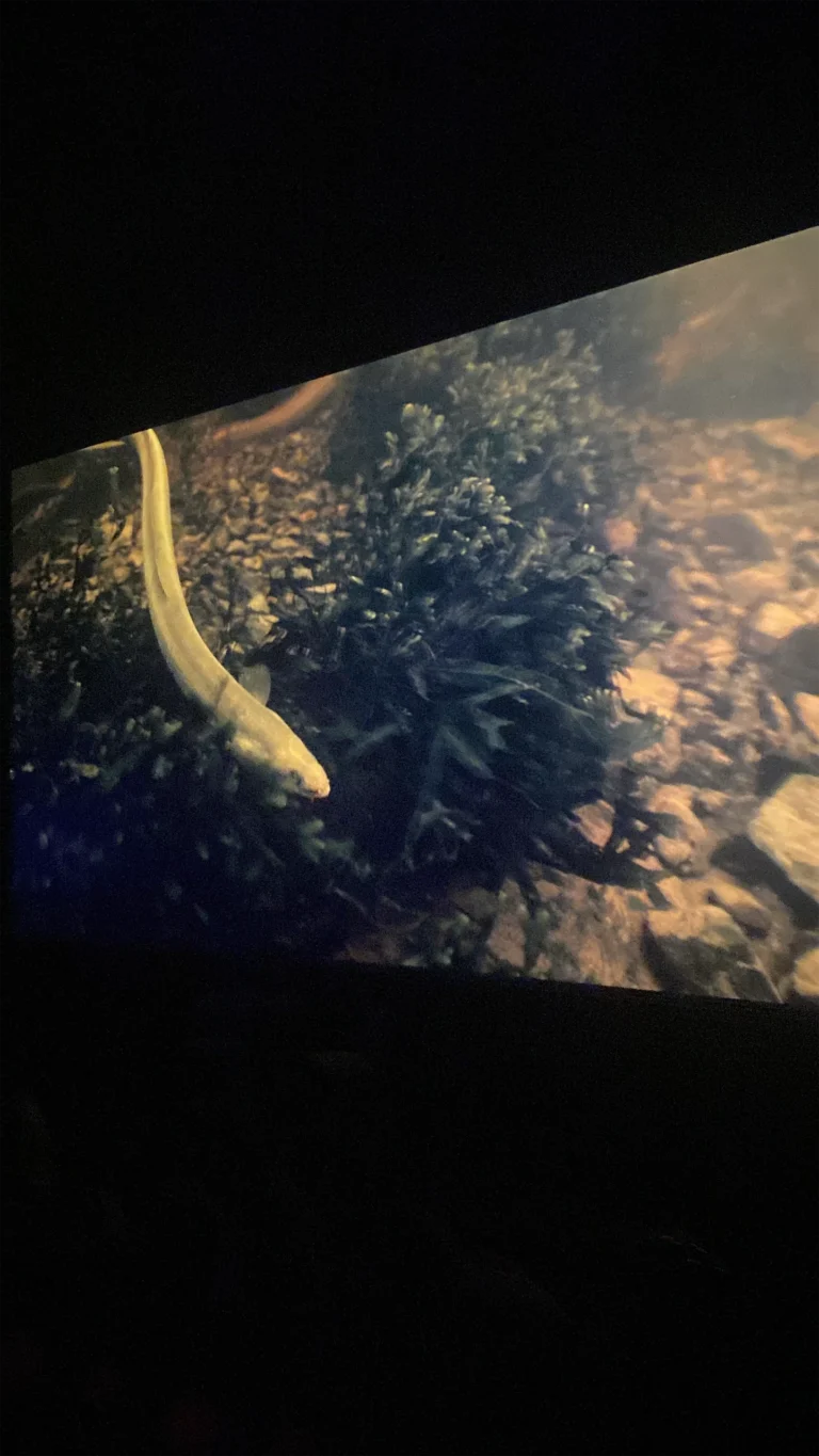 W Cinema Aug 2025 (66)_compressed