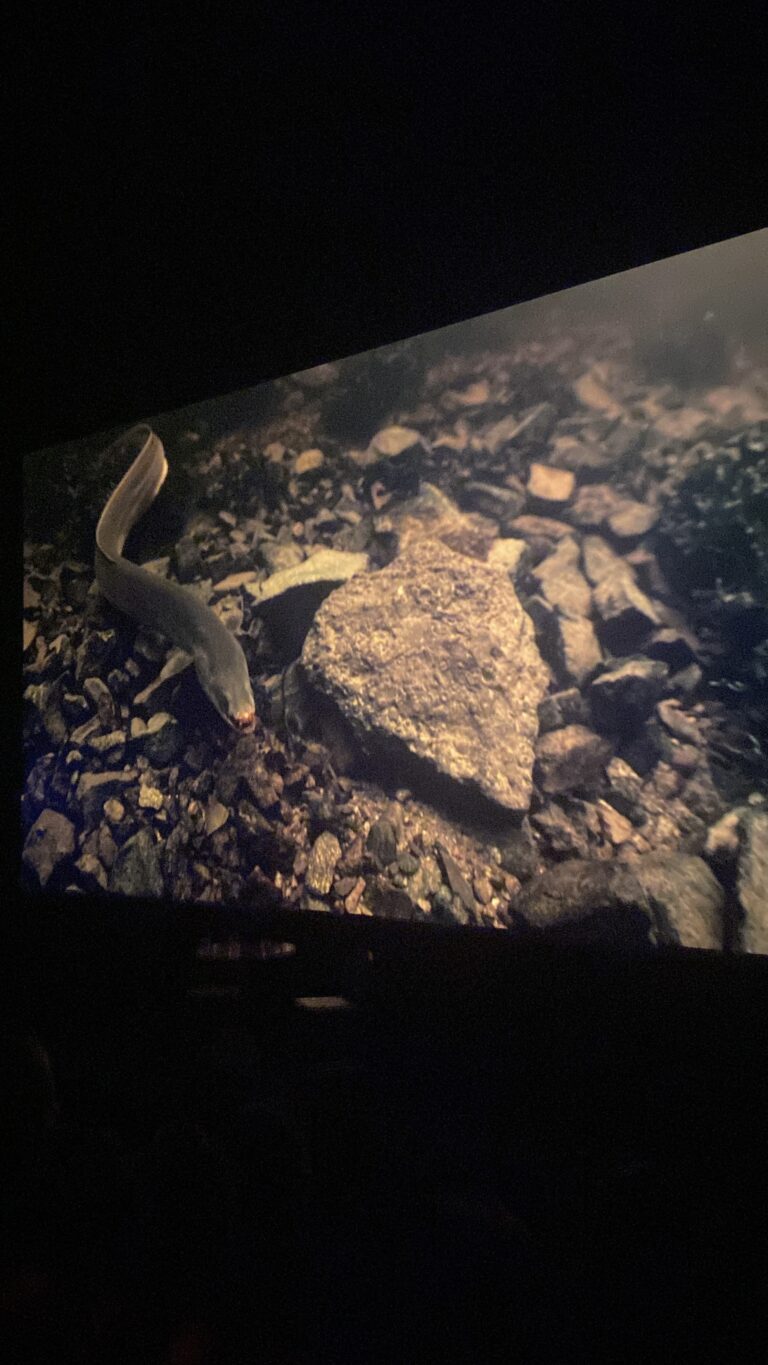 W Cinema Aug 2025 (67)