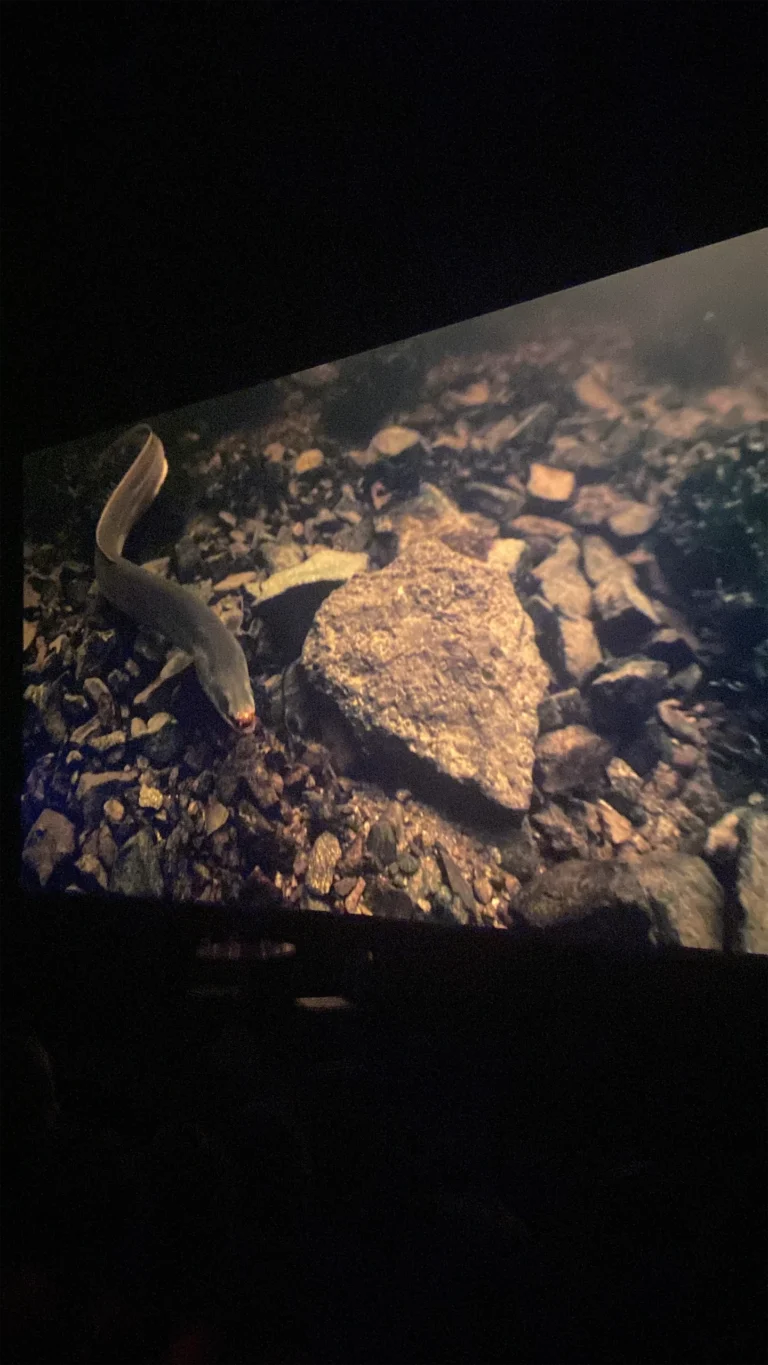 W Cinema Aug 2025 (67)_compressed