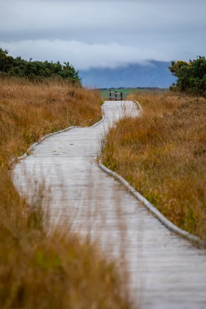 Winding wooden pathway through grassy field towards cloudy horizon, surrounded by autumn colours. Ideal for countryside walks.