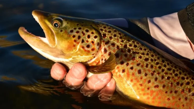 Close-up of a brown trout being gently held above water, showcasing vibrant spots at Mayo Dark Sky Festival.