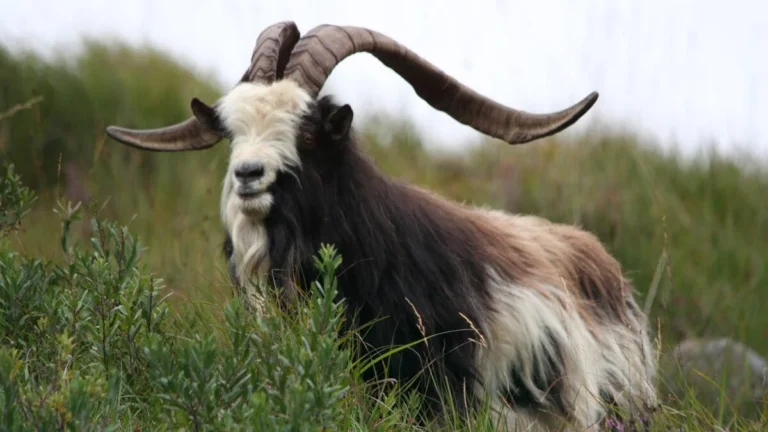 Wild Irish goat with large curved horns in scenic Mayo landscape, captured during Mayo Dark Sky Festival.