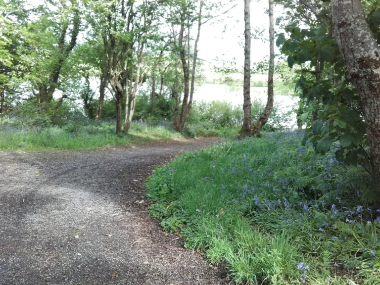 Woodland path in County Mayo, surrounded by lush greenery and bluebells, ideal for the Dark Sky Festival visitors.